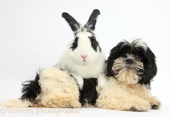 Black-and-white Shih-tzu pup and rabbit, Bandit, white background