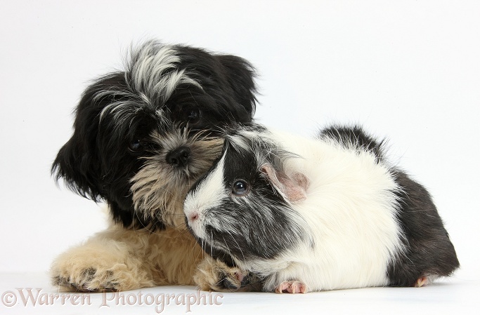 Black-and-white Shih-tzu pup and Guinea pig, white background