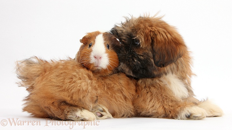 Brown Shih-tzu pup and tricolour Guinea pig, white background