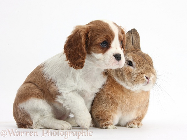 Blenheim Cavalier King Charles Spaniel puppy with Netherland Dwarf-cross rabbit, Peter, white background