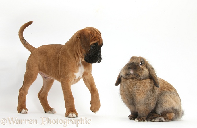 Boxer puppy, Boris, 12 weeks old, with Lionhead-Lop rabbit, Dibdab, white background