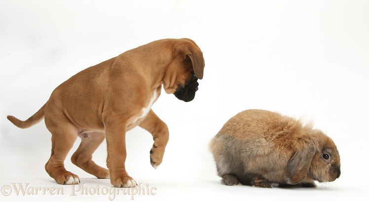Boxer puppy, Boris, 12 weeks old, with Lionhead-Lop rabbit, Dibdab, white background