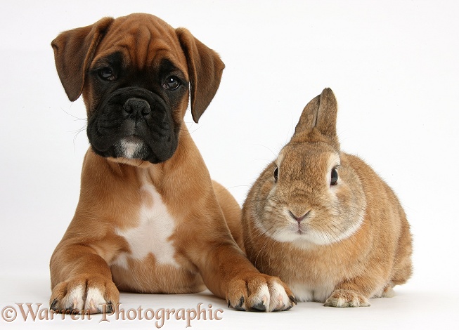 Boxer puppy, Boris, 12 weeks old, with Netherland Dwarf-cross rabbit, Peter, white background