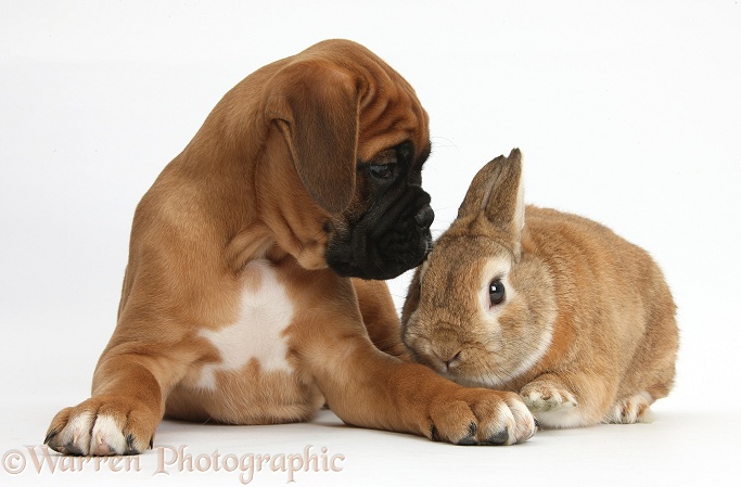 Boxer puppy, Boris, 12 weeks old, with Netherland Dwarf-cross rabbit, Peter, white background