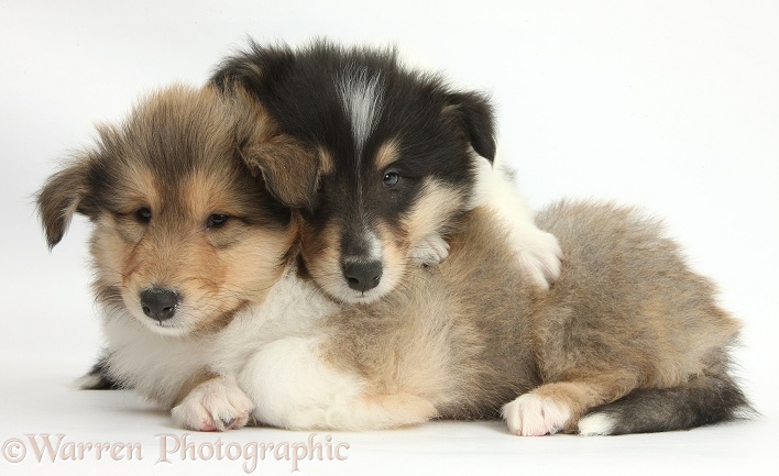 Two Rough Collie pups, 7 weeks old, white background