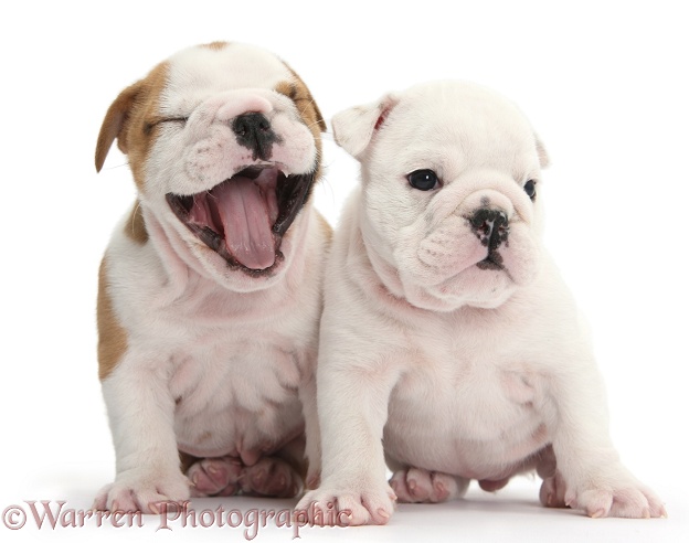 White and brown-and-white Bulldog puppies, 5 weeks old, brown one yawning, white background