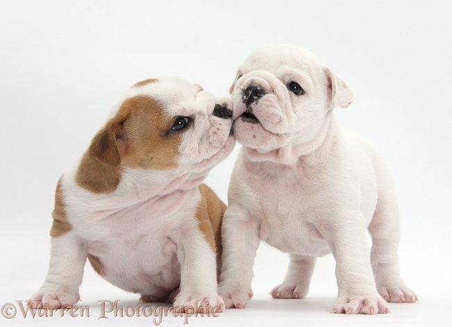 White and brown-and-white Bulldog puppies, 5 weeks old, kissing, white background