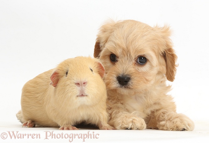 Cute Cavapoo pup and yellow Guinea pig, white background