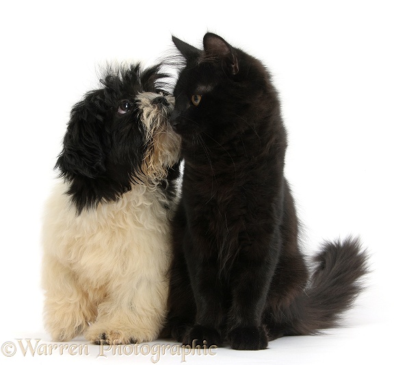 Black-and-white Shih-tzu pup and black Maine Coon kitten, white background