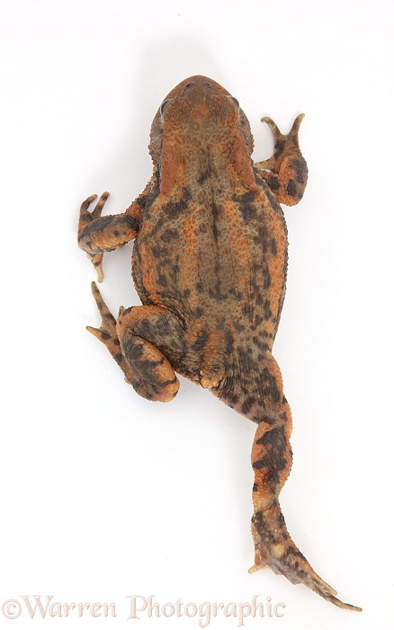 European Common Toad (Bufo bufo) walking, viewed from above, white background