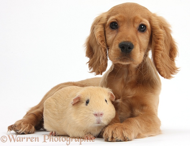 Golden Cocker Spaniel puppy, Maizy, lying with head up, with yellow Guinea pig, white background