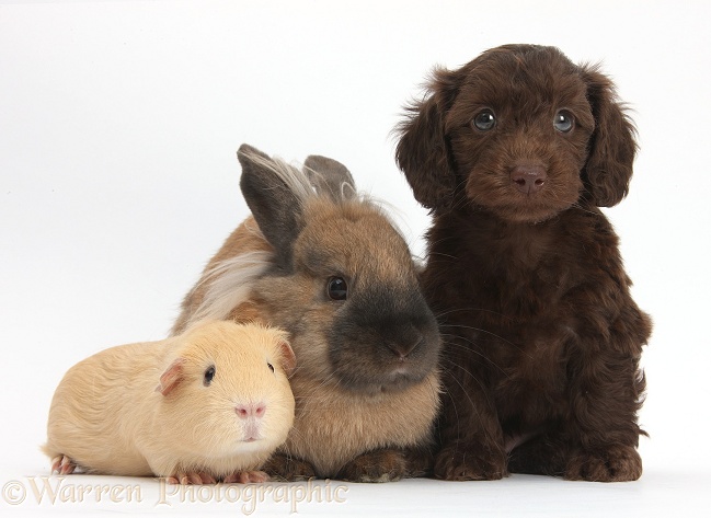 Cute chocolate Daxiedoodle puppy with yellow Guinea pig and brown rabbit, white background
