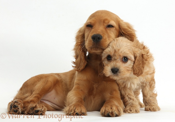 Golden Cocker Spaniel puppy, Maizy, snuggling up to a cute Cavapoo puppy, white background