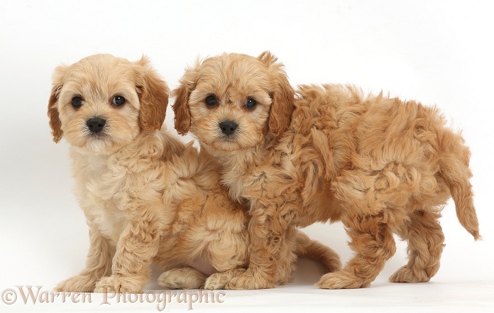 Two cute Cavapoo puppies, white background