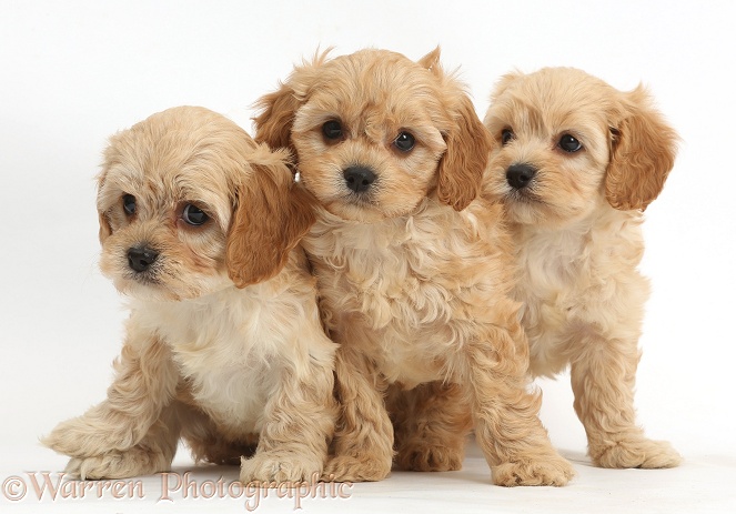 Three cute Cavapoo puppies, white background