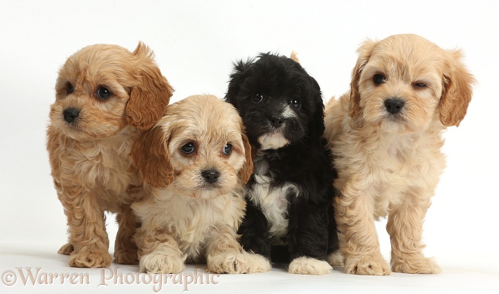 Four cute Cavapoo puppies, white background