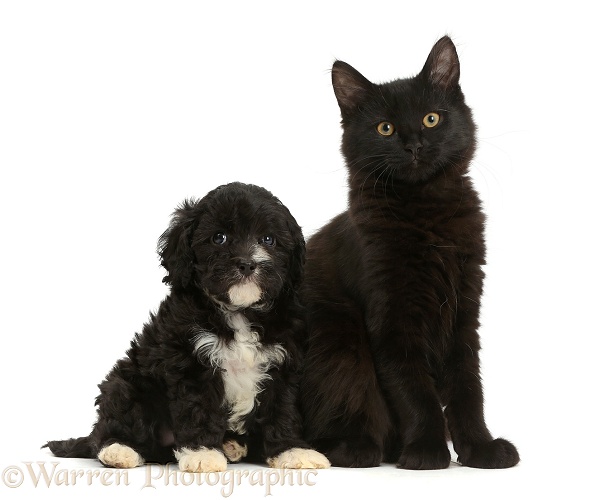 Fluffy black Maine Coon kitten, 12 weeks old, with black-and-white Cavapoo puppy, white background