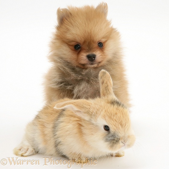 Pomeranian puppy with young baby sandy Lop rabbit, white background