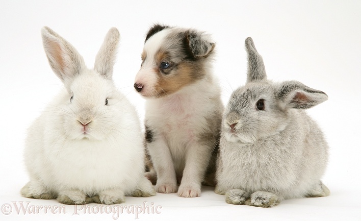 Blue merle Shetland Sheepdog pup with young Lop rabbits, white background
