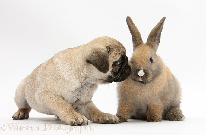 Fawn Pug pup, 8 weeks old, pawing at young rabbit, white background