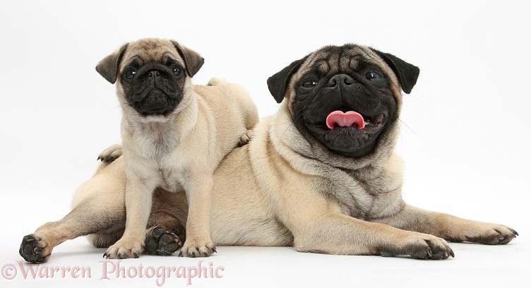 Fawn Pug dog and puppy, 8 weeks old, white background