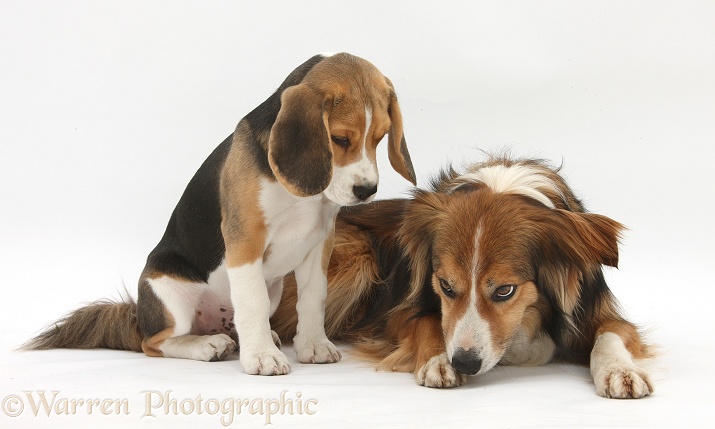 Beagle pup, Bruce, and Border Collie, Otto, white background