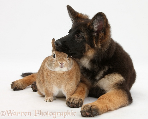 German Shepherd Dog bitch pup, Coco, 14 weeks old, with Netherland dwarf-cross rabbit, Peter, white background