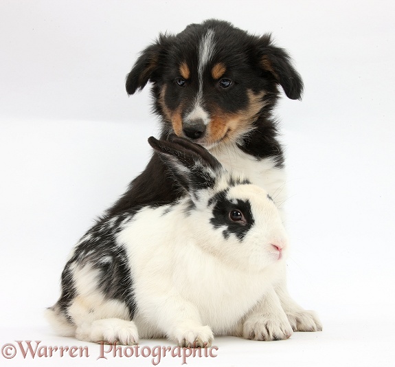 Tricolour Border Collie pup, Drift, 8 weeks old, with black-and-white rabbit, Bandit, white background