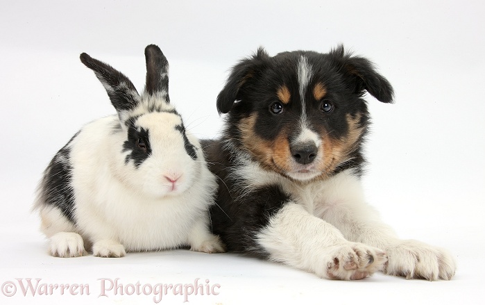 Tricolour Border Collie pup, Drift, 8 weeks old, with black-and-white rabbit, Bandit, white background