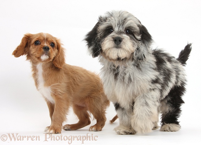 Fluffy black-and-grey Daxie-doodle pup, Pebbles, with ruby Cavalier King Charles Spaniel pup, Star, white background