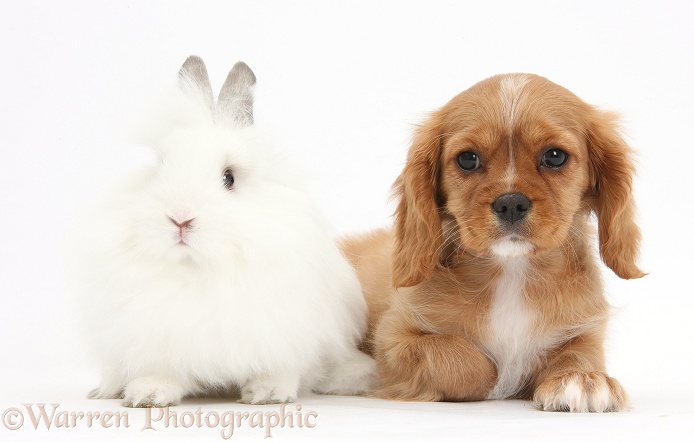 Cavalier King Charles Spaniel pup, Star, with white rabbit, white background