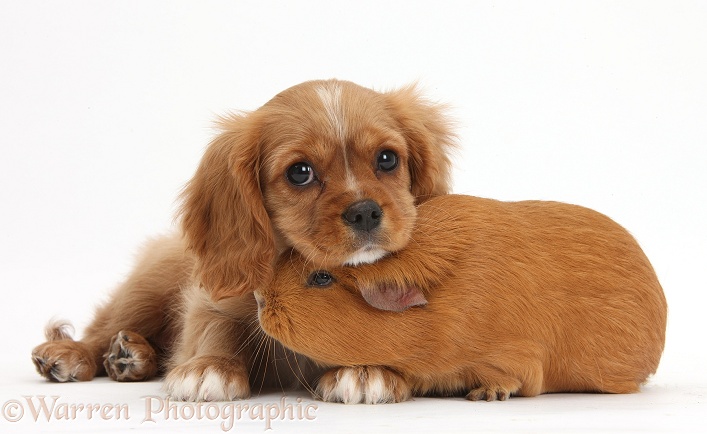 Cavalier King Charles Spaniel pup, Star, with red Guinea pig, white background