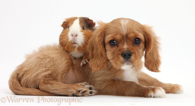 Cavalier King Charles Spaniel pup, Star, with Guinea pig, Amelia, white background