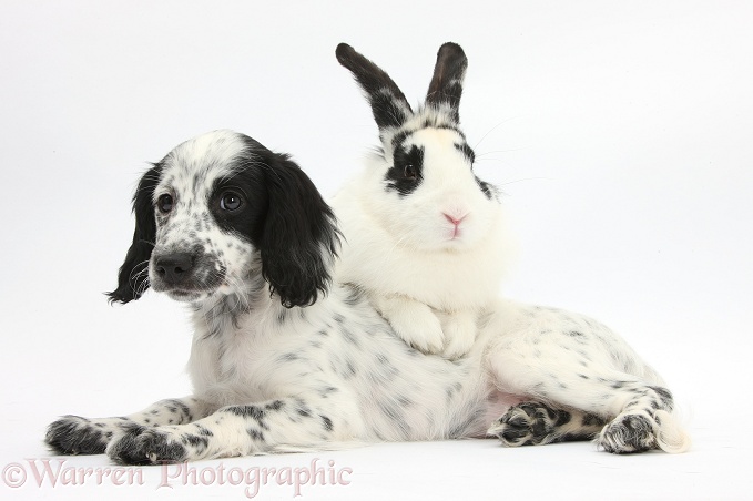Black-and-white Border Collie x Cocker Spaniel puppy, 11 weeks old, with matching rabbit, Bandit, white background