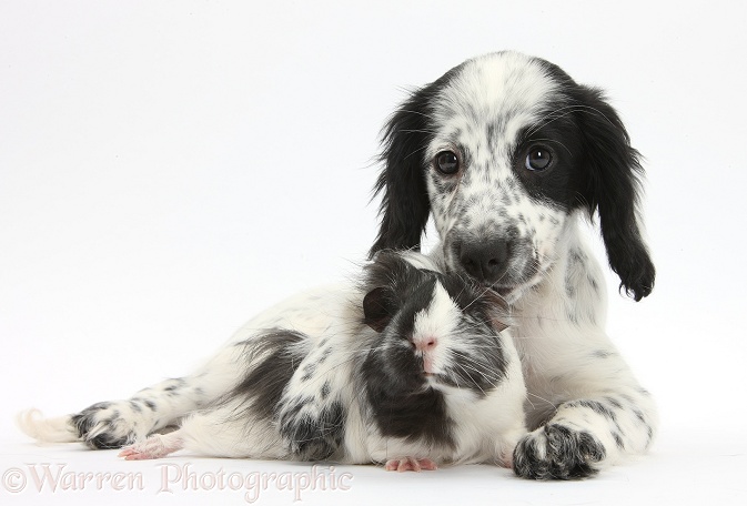 Black-and-white Border Collie x Cocker Spaniel puppy, 11 weeks old, with matching Guinea pig, white background