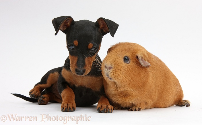 Miniature Pinscher puppy, Orla, with red Guinea pig, white background