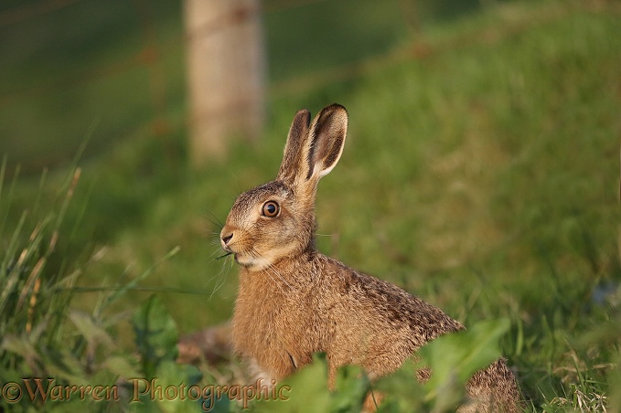 Brown Hare (Lepus capensis) sub-adult