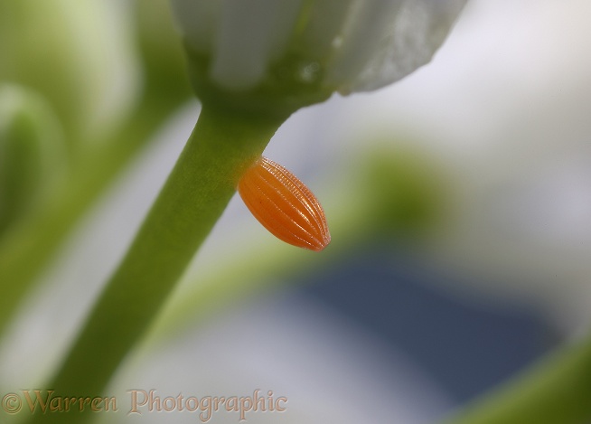 Orange-tip Butterfly (Anthocharis cardamines) egg on Garlic Mustard (Alliaria petiolata)