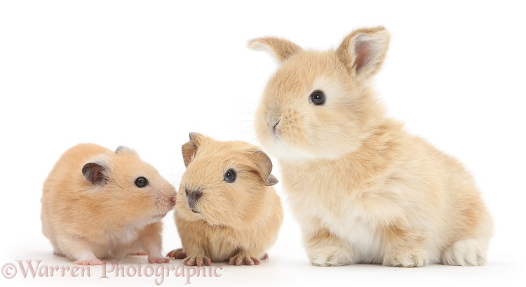 Baby yellow Guinea pig and Golden Hamster with baby sandy Lop rabbit, white background