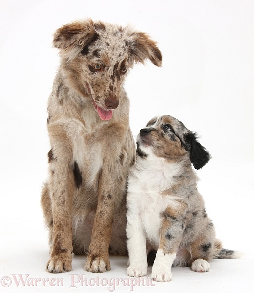 Red Merle Miniature American Shepherd bitch, Bliss, 6 months old, with a puppy, white background