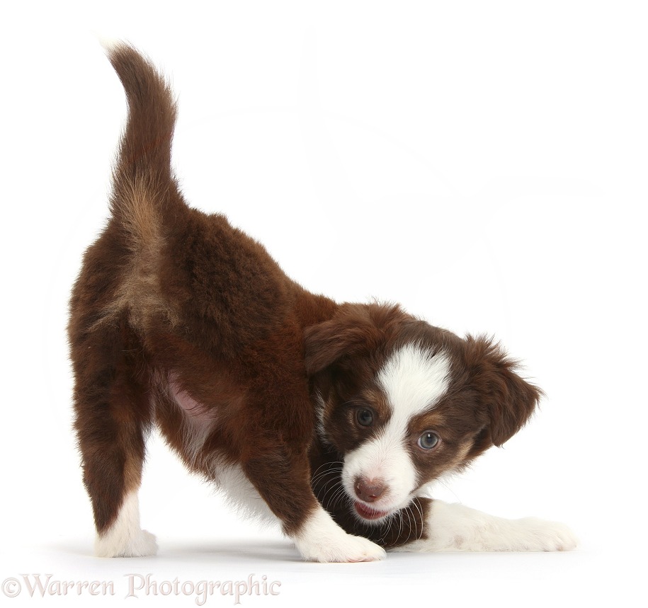 Chocolate-and-white Miniature American Shepherd puppy, 6 weeks old, in play-bow stance, white background