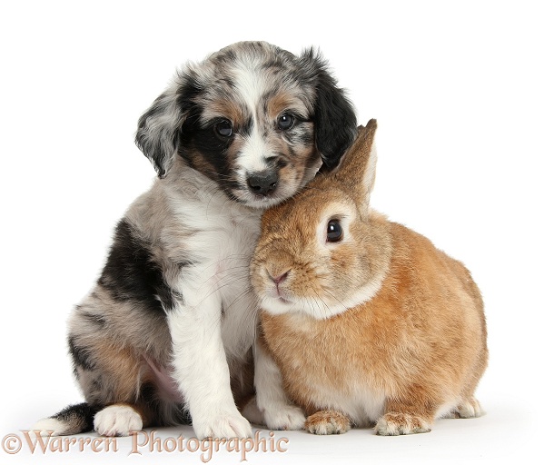 Merle Miniature American Shepherd puppy, 6 weeks old, and Netherland Dwarf-cross rabbit, Peter, white background
