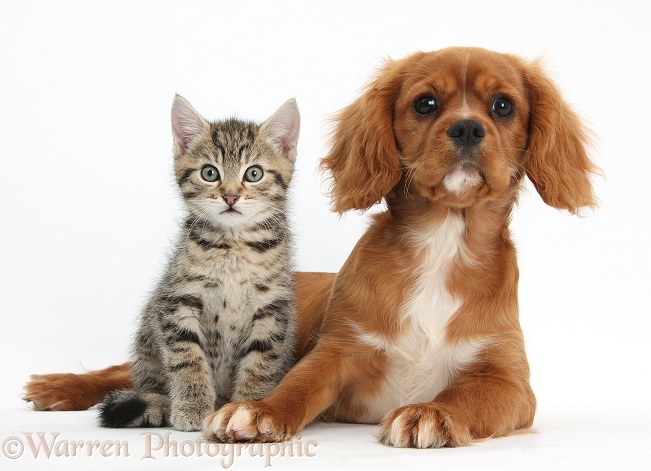 Tabby kitten, Stanley, 8 weeks old, relaxing with Ruby Cavalier King Charles Spaniel bitch, Star, white background