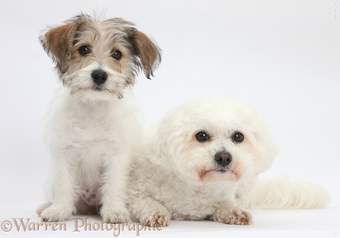 Bichon Frise bitch, Pipa, with Bichon x Jack Russell Terrier puppy, Bindi, 12 weeks old, white background