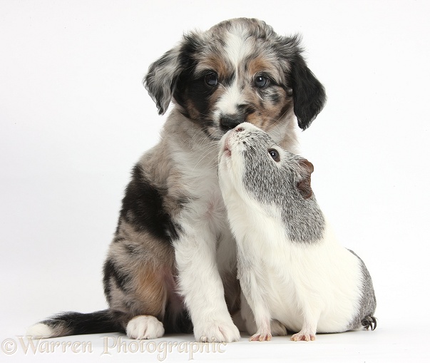 Merle Miniature American Shepherd puppy, 6 weeks old, with silver-and-white Guinea pig, white background
