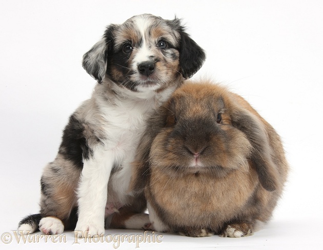 Merle Miniature American Shepherd puppy, 6 weeks old, and Lionhead Lop rabbit, Dibdab, white background