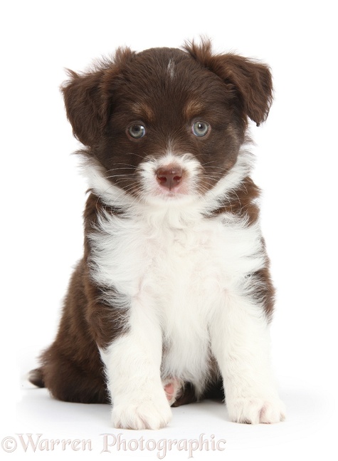 Chocolate-and-white Miniature American Shepherd puppy, 6 weeks old, sitting, white background