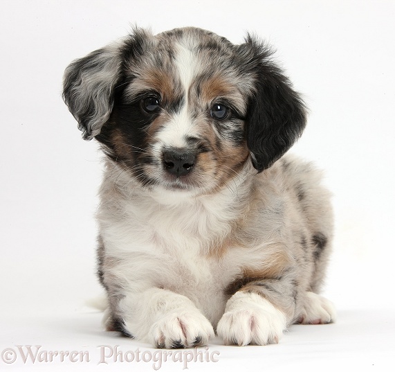 Merle Miniature American Shepherd puppy, 6 weeks old, lying with head up, white background