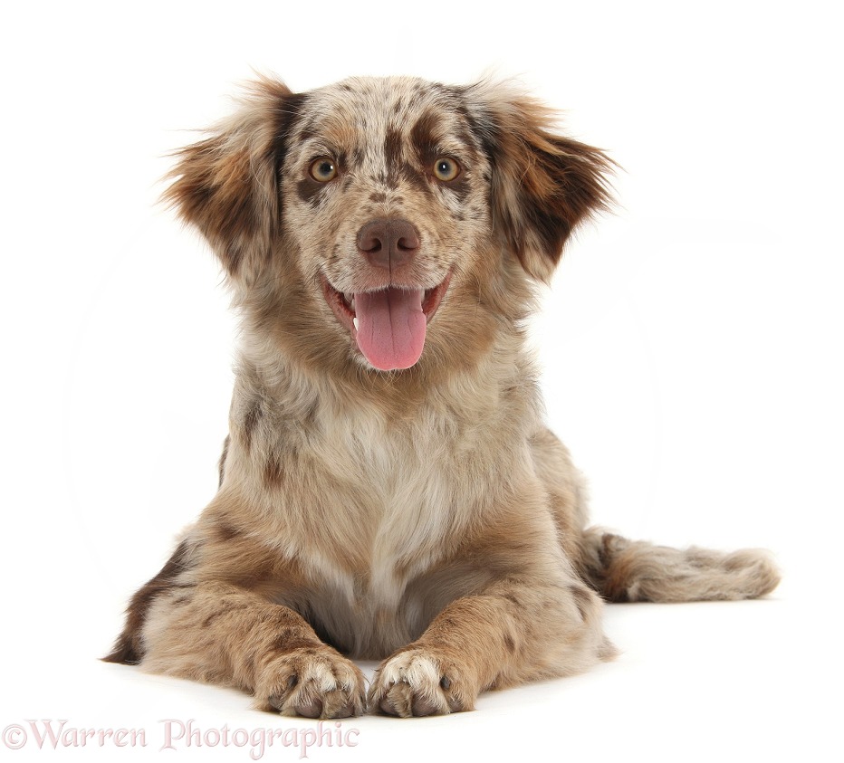 Red Merle Miniature American Shepherd bitch, Bliss, 6 months old, white background