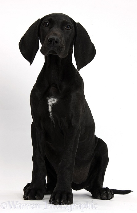 Black Pointer puppy, Hesta, 13 weeks old, sitting, white background